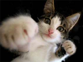 le boxe